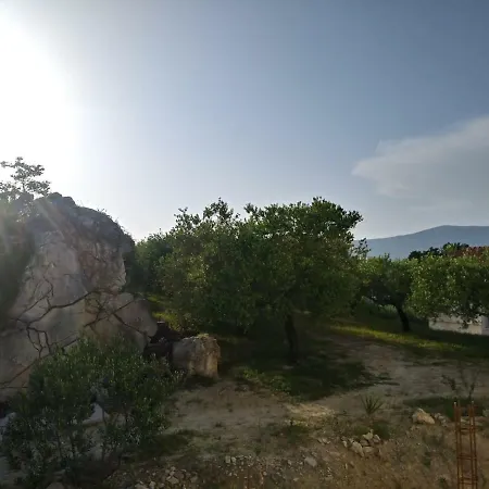 Olive Tree * سبليت